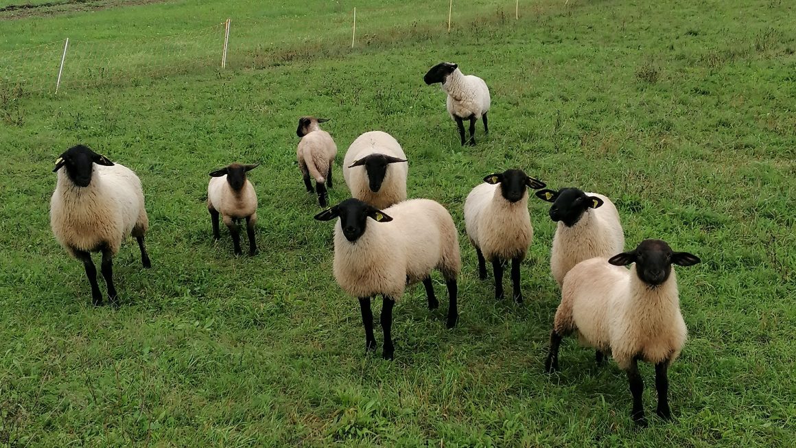 Slowenien Jakobsweg Tag 12: Logatech-Zagon