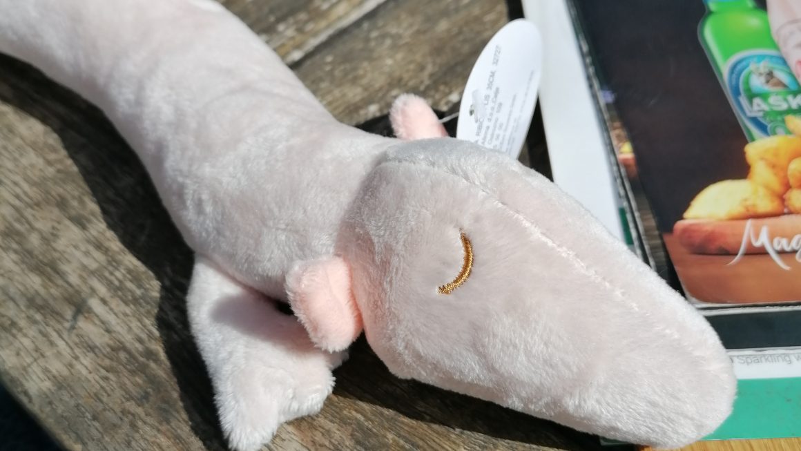 Slowenien – Pausentag mit Grottenolmen